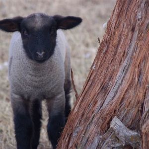 Meet your Posher, Joanna